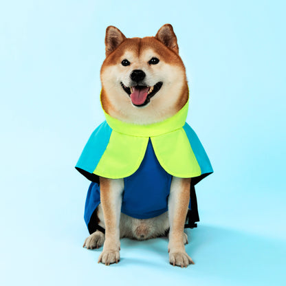 Dog in Raincoat